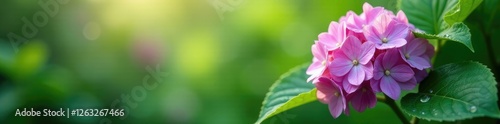 Water beads clinging to currant leaves in the morning mist of spring, botanical photography, hydrangea