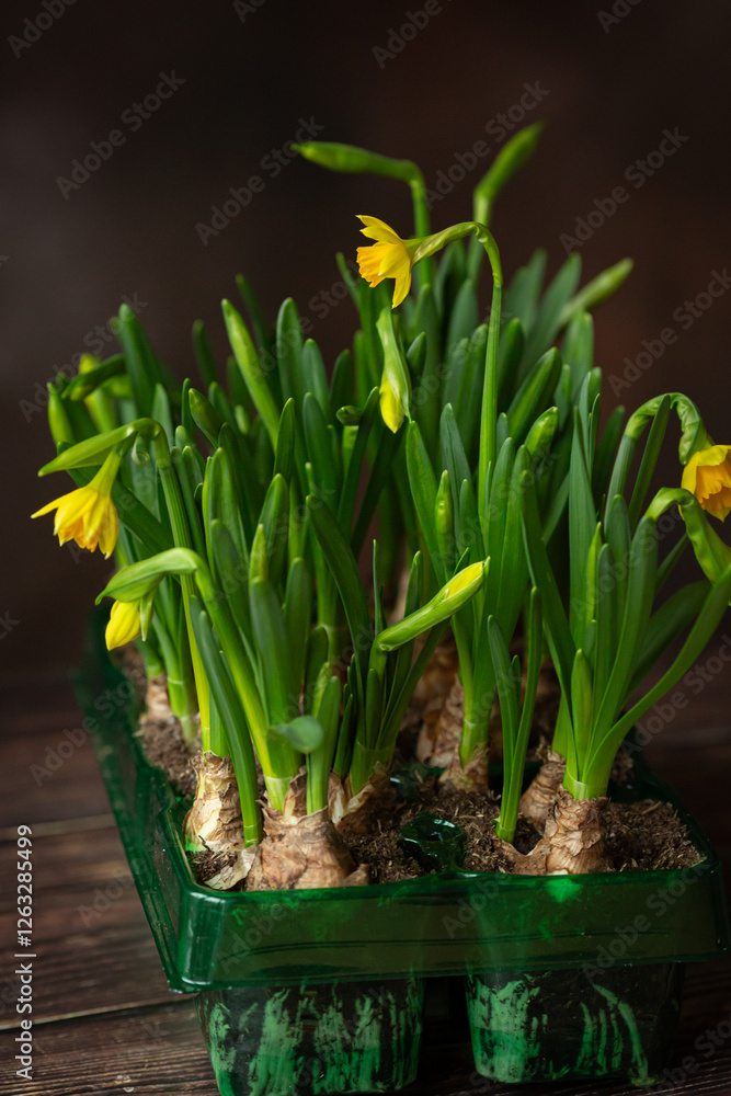 Fototapeta premium Fresh daffodils with bulbs in green pots on dark brown background