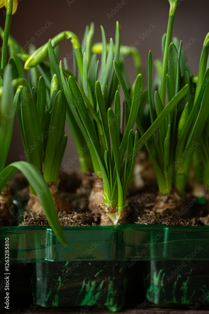Obraz premium Fresh daffodils with bulbs in green pots on dark brown background