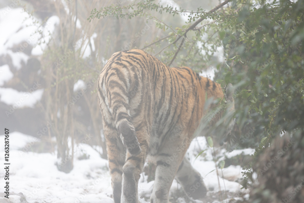 Winter: Tiger and snow magic.