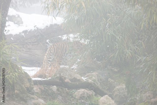 Obraz na płótnie Animals: Tiger walks between snow. w salonie