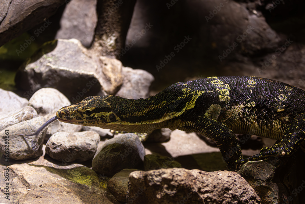 Obraz premium Animal portrait: Blue tongue, attentive eyes.