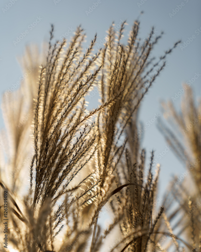 Obraz premium Ears of wheat on the field