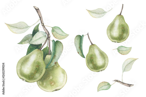 Large watercolor set on a transparent background with Pears on a branch. Pears, composition of fruits with leaves on a branch.Botanical illustration of the pear fruit