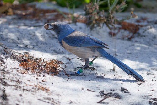 Florida Scrub Jay photo