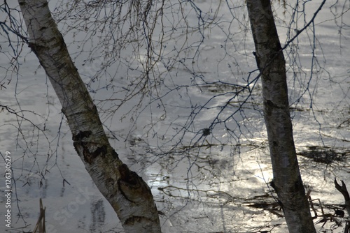 These birches are growing by the lake in winter day. The lake is frozen. photo