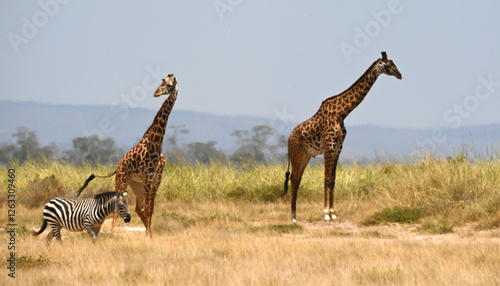 Photography giraffe walking in the savannah
