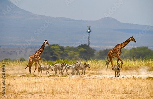 Canvas Print giraffe walking in the savannah