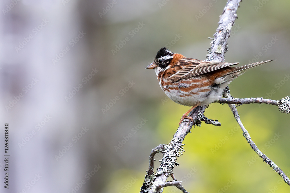 Rustic Bunting