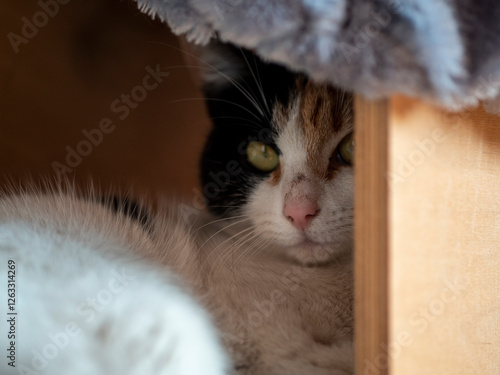 A portrait of a multi-colored cat lying down and hiding from its owner