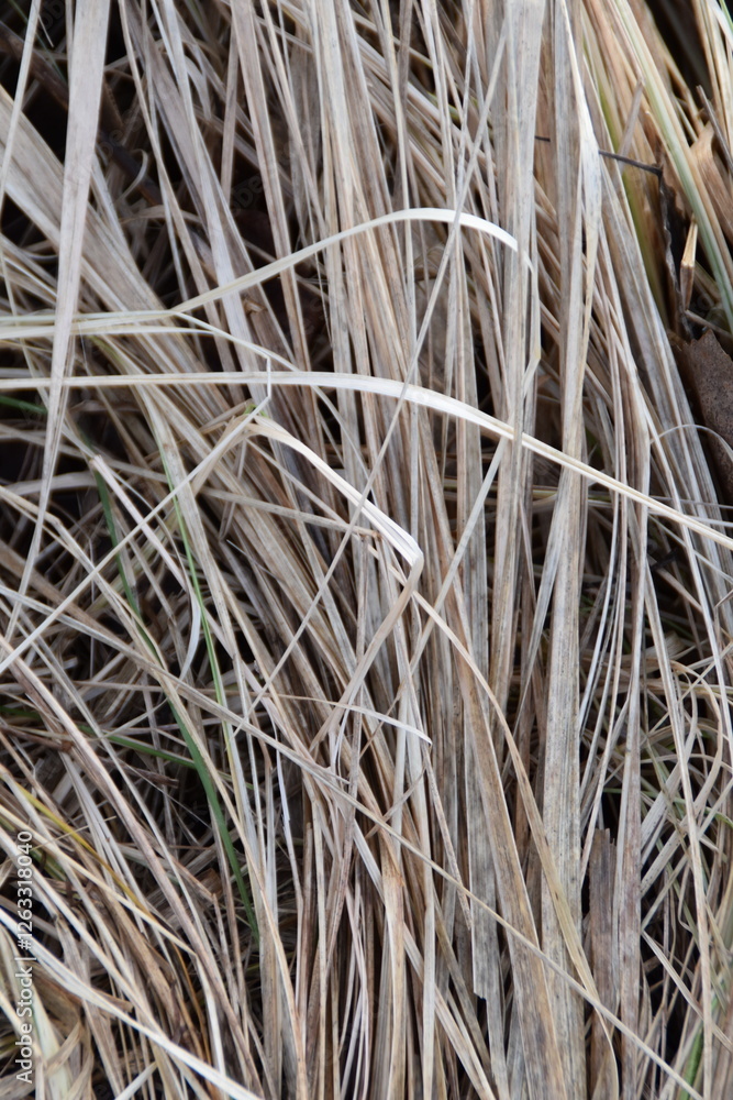 This is dry and gold colored grass in nature in winter time. This is dry and gold colored grass in nature in winter time.