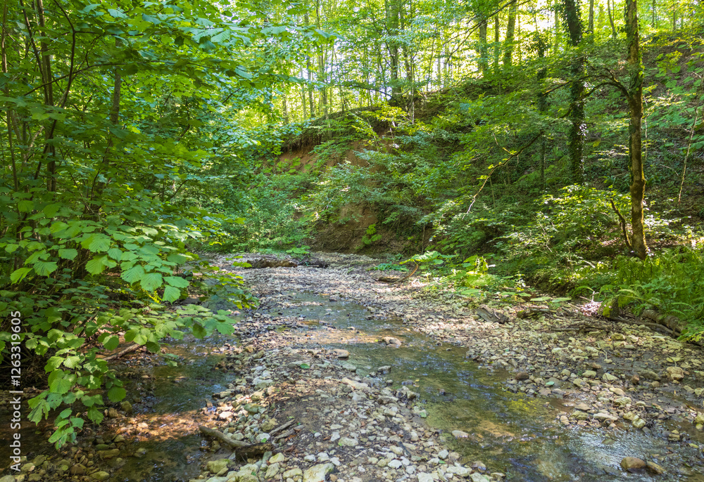 A shallow riverbed with an exposed rocky bottom, a small flow of water, in the summer A shallow riverbed with an exposed rocky bottom, a small flow of water, in the summer