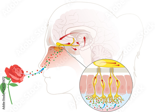 Sense of smell, woman with a rose, detailed illustration of the olfactory region, labeled medically illustration
