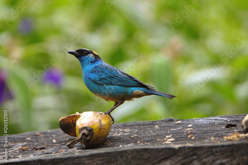 Golden-naped tanager (Chalcothraupis ruficervix) on a banana feeder in the Intag Valley, Cuellaje, Ecuador photo