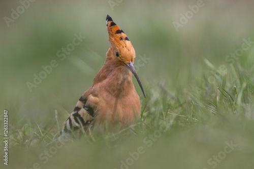 Fototapeta Naklejka Na Ścianę i Meble -  Dudek, hoopoe, Upupa epops