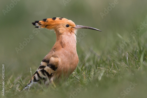 Dudek, hoopoe, Upupa epops photo