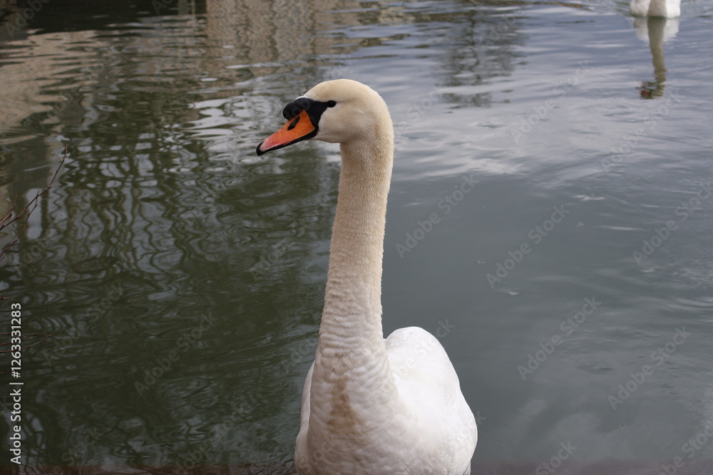 Fototapeta premium Cygne blanc dans un fleuve