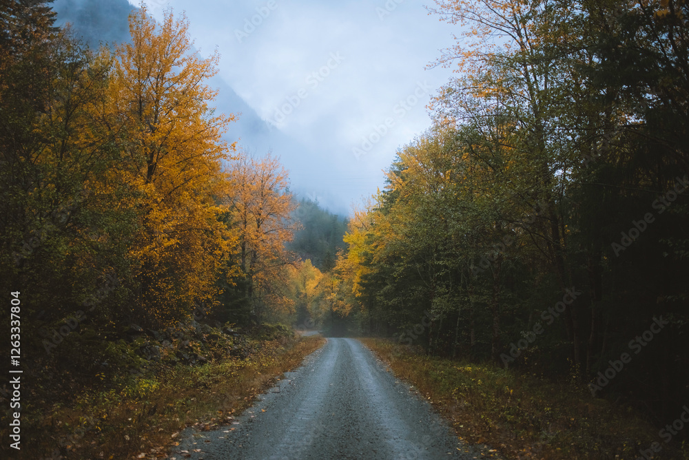 road in autumn forest road in autumn forest