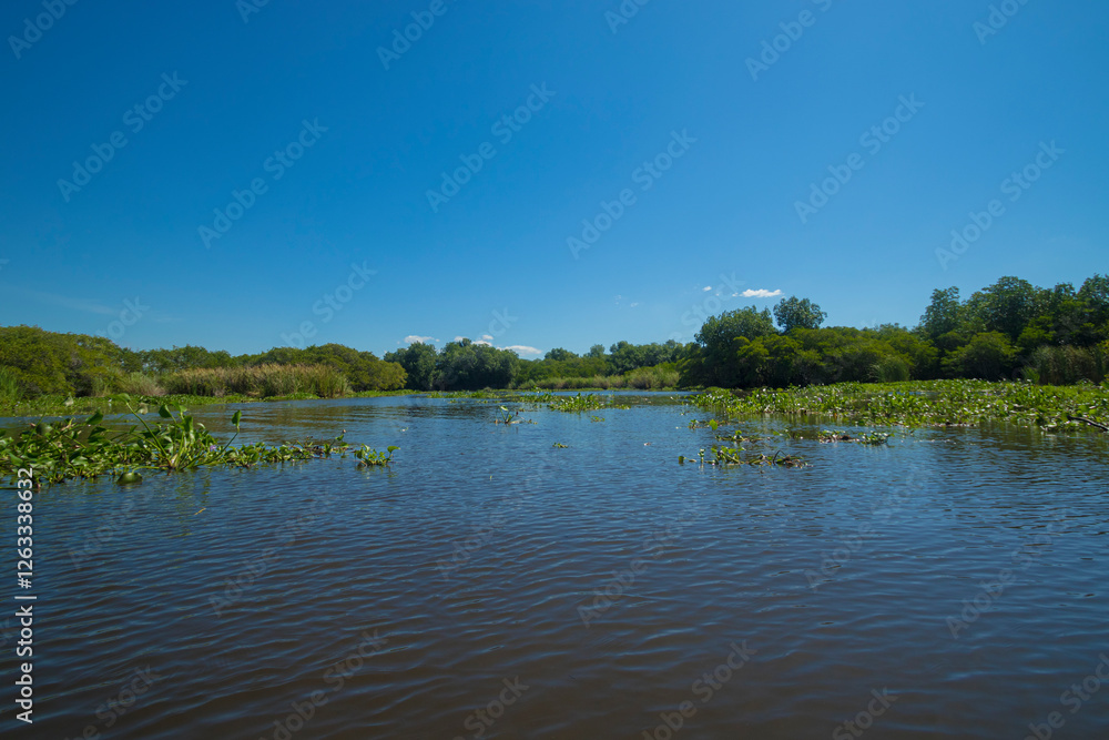 Fototapeta premium reflection of trees in water