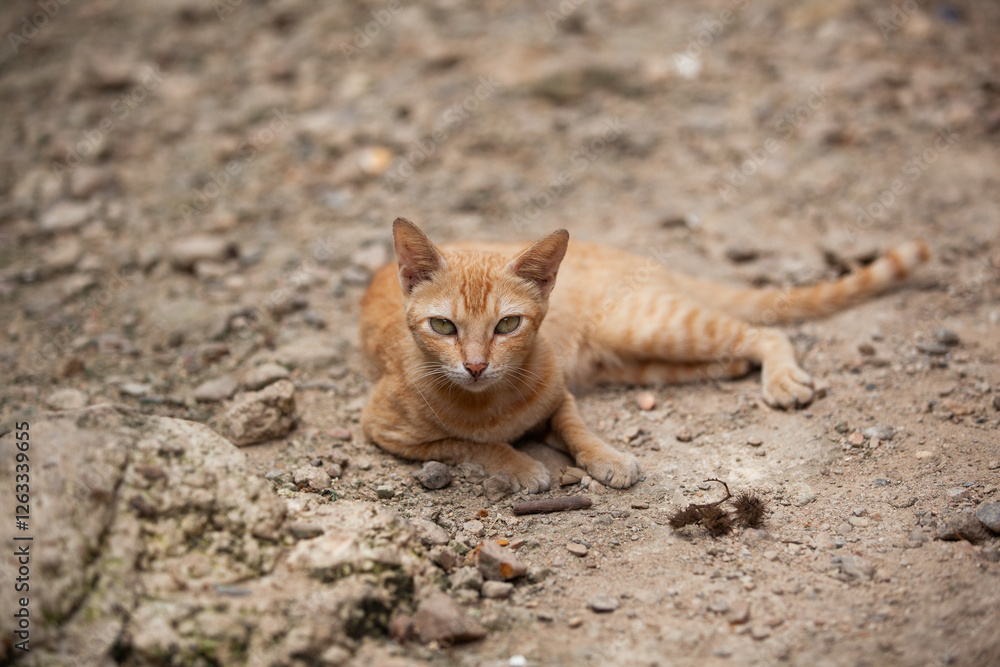 ginger stray cat resting on rocky ground outdoors
ginger stray cat resting on rocky ground outdoors