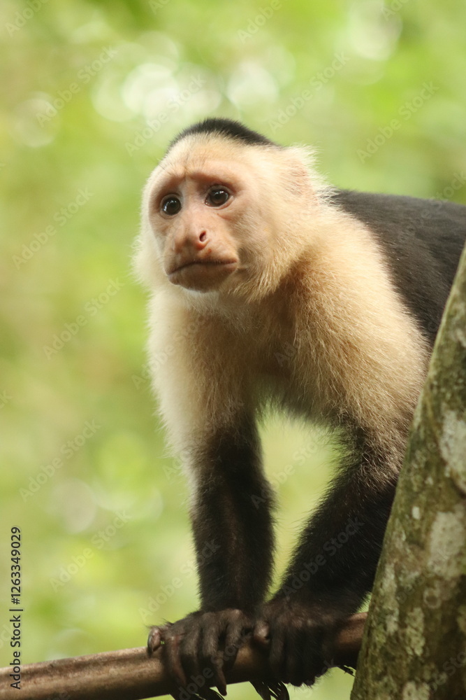 Capuchin in a tree Capuchin in a tree