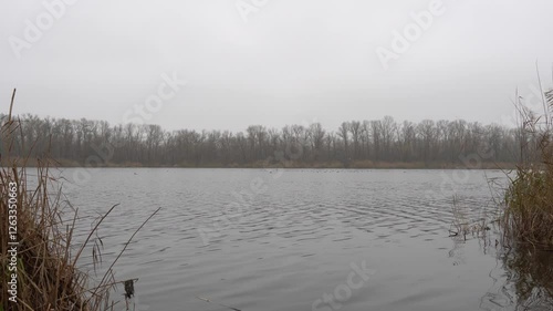 In autumn river flows and reeds sway. Waves on rough water in an fall landscape. Dry reeds sway in the wind. Scenes of calm and relaxation.