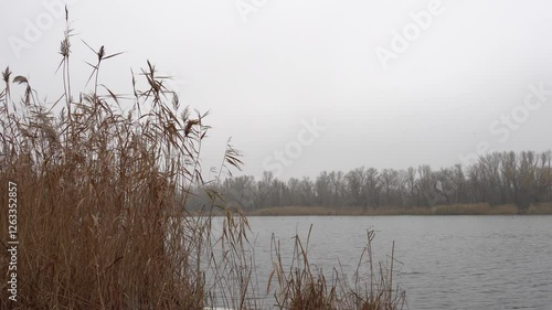 In autumn river flows and reeds sway. Waves on rough water in an fall landscape. Dry reeds sway in the wind. Scenes of calm and relaxation.