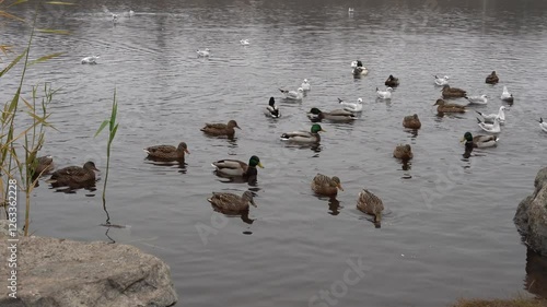 Mallard ducks and common gulls swim in pond in city park. Behaviour of birds anas platyrhynchos and chroicocephalus ridibundus in wildlife. Free water bird in habitat. Friend wild duck and river gull.