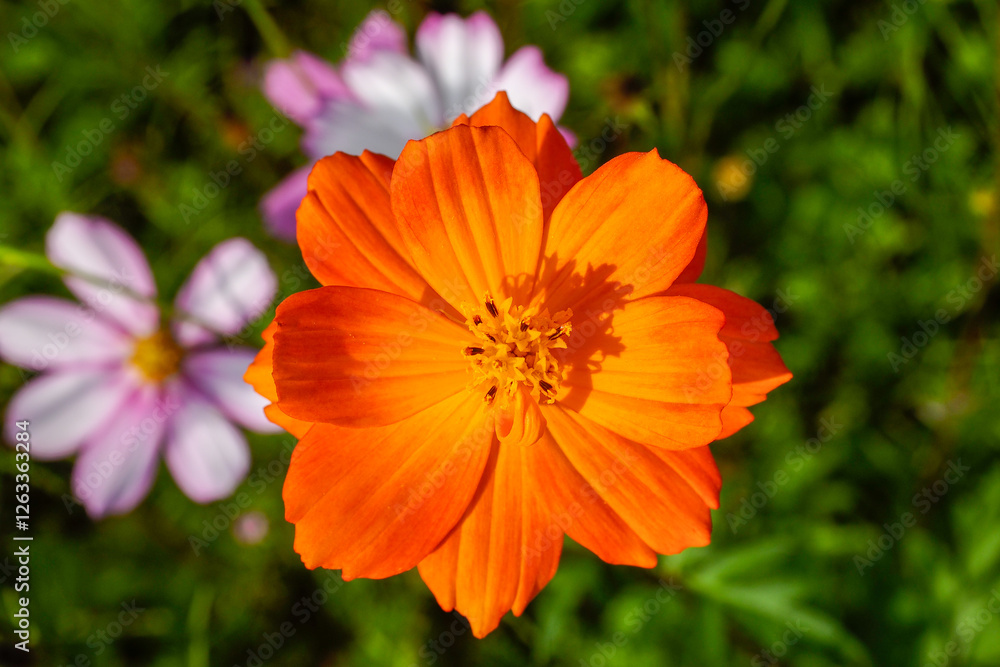 Cosmos flowers grow well in spring in Central Vietnam Cosmos flowers grow well in spring in Central Vietnam