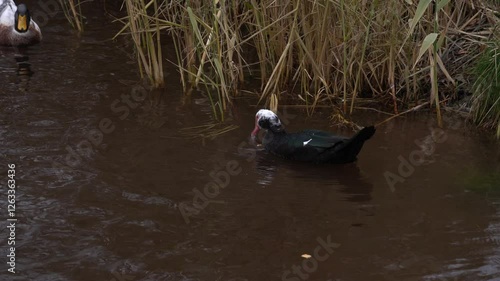 Large bird of muscovy duck is swimming in city lake. Portrait poultry water duck in pond. Black musk with greenish plumage in wildlife. Domestic bird of cairina moschata. Barbary duck with red nasal.