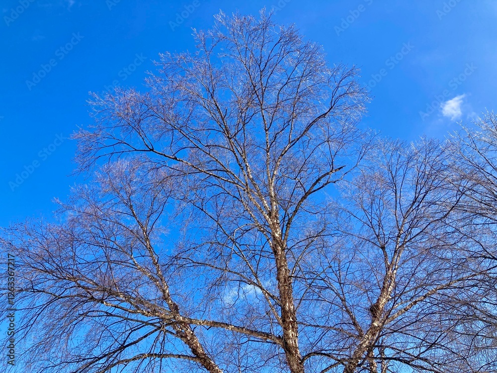 ice on trees ice on trees