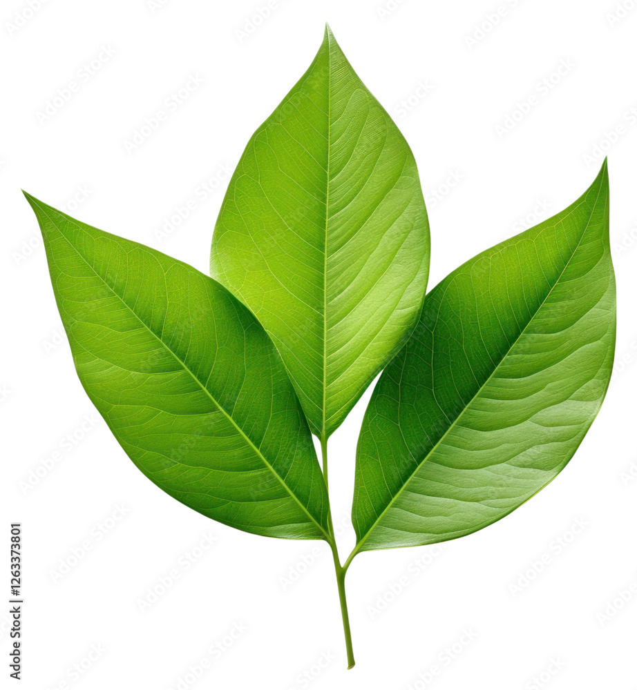 Obraz premium PNG Leafs plant green herbs.