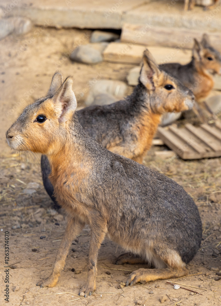 Fototapeta premium A family of Patagonian Rabbit (Patagonian mara) with selective focus