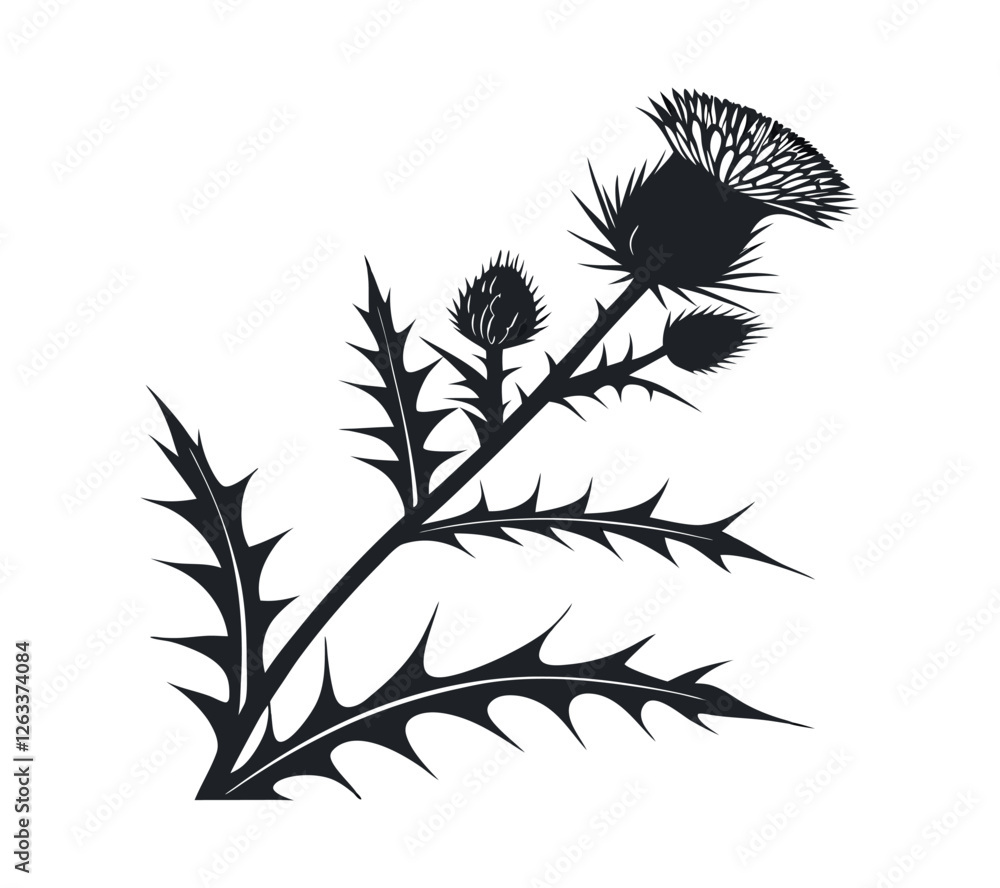 Naklejka premium Scottish thistle vector Line art in Celtic style flower illustration