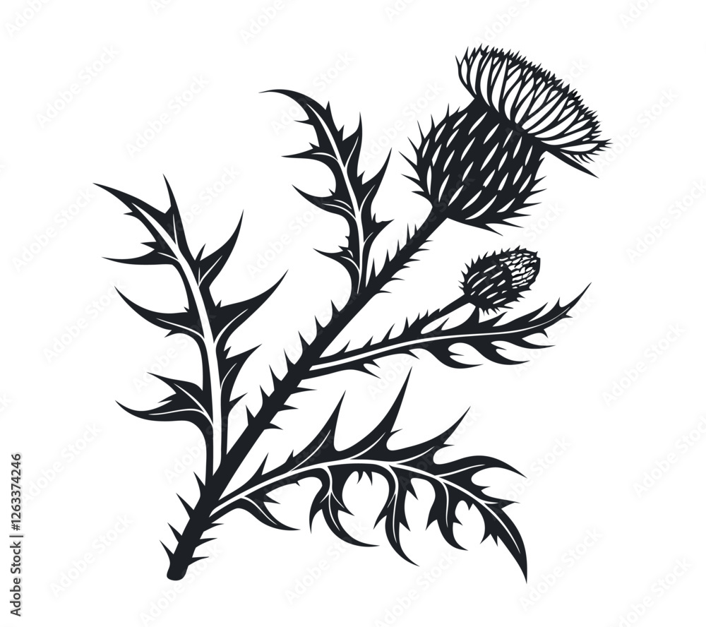 Naklejka premium Scottish thistle vector Line art in Celtic style flower illustration