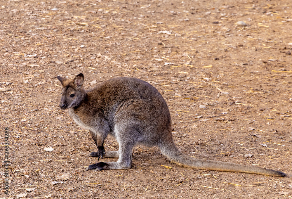 Close-up of a Red-necked wallaby (Macropus rufogriseus) Close-up of a Red-necked wallaby (Macropus rufogriseus)