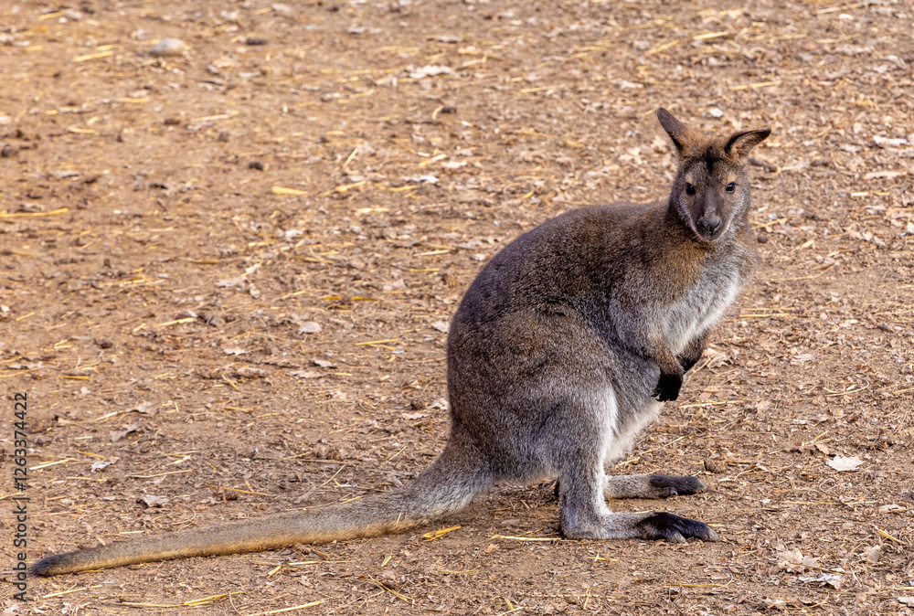 Close-up of a Red-necked wallaby (Macropus rufogriseus) Close-up of a Red-necked wallaby (Macropus rufogriseus)