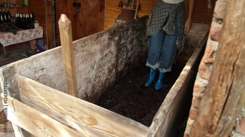 Traditional Georgian Winemaking Crushing Grapes by Feet Traditional Georgian Winemaking Crushing Grapes by Feet