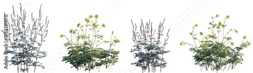 Set of frontal Actaea simplex and Aquilegia chrysantha isolated png on a transparent background perfectly cutout high resolution photo