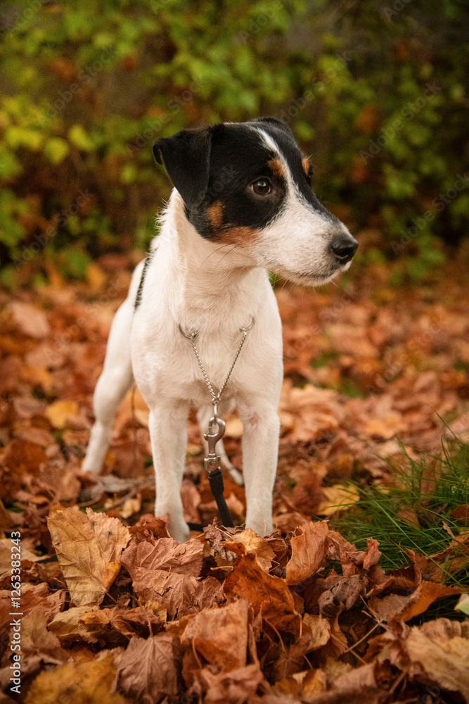 parson russell terrier