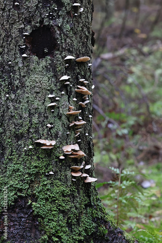 Crepidotus kubickae, also known as Crepidotus sphaerosporus, an oysterling mushroom growing on spruce in Finland, no common English name photo