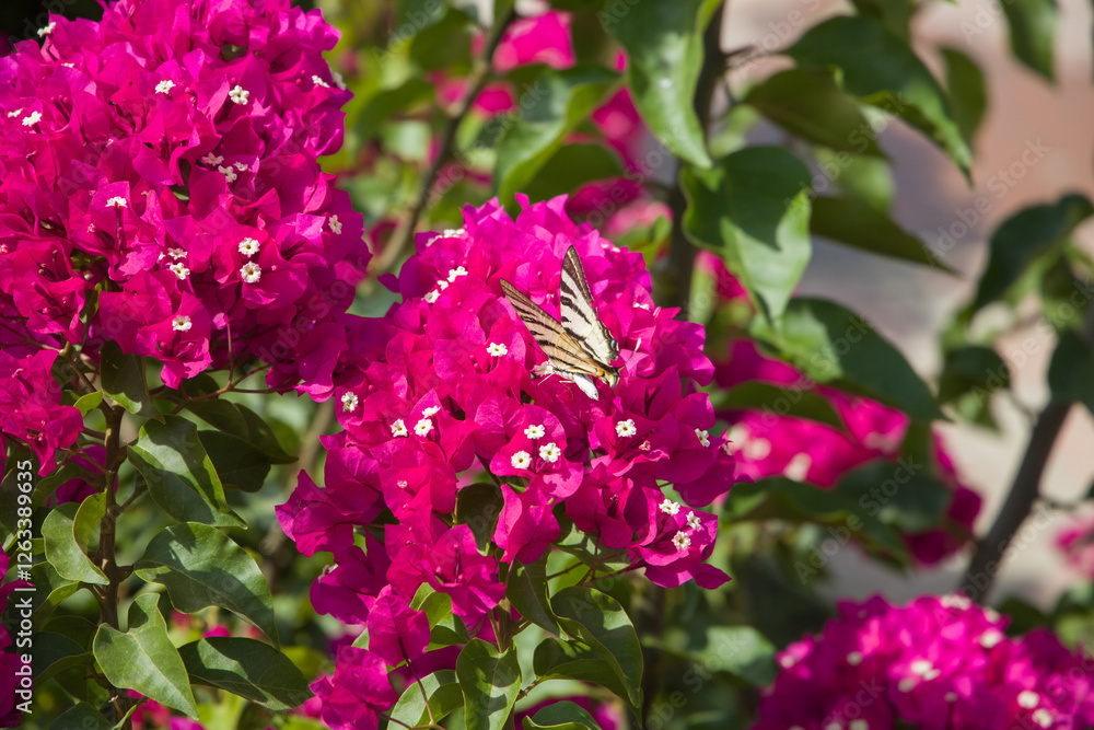 Butterfly on a pink bougainvillea flower. Butterfly on a pink bougainvillea flower.