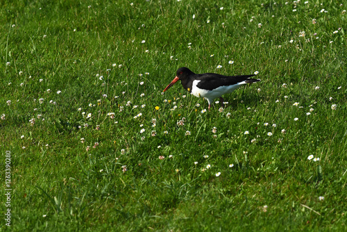 Austernfischer (Haematopus ostralegus)