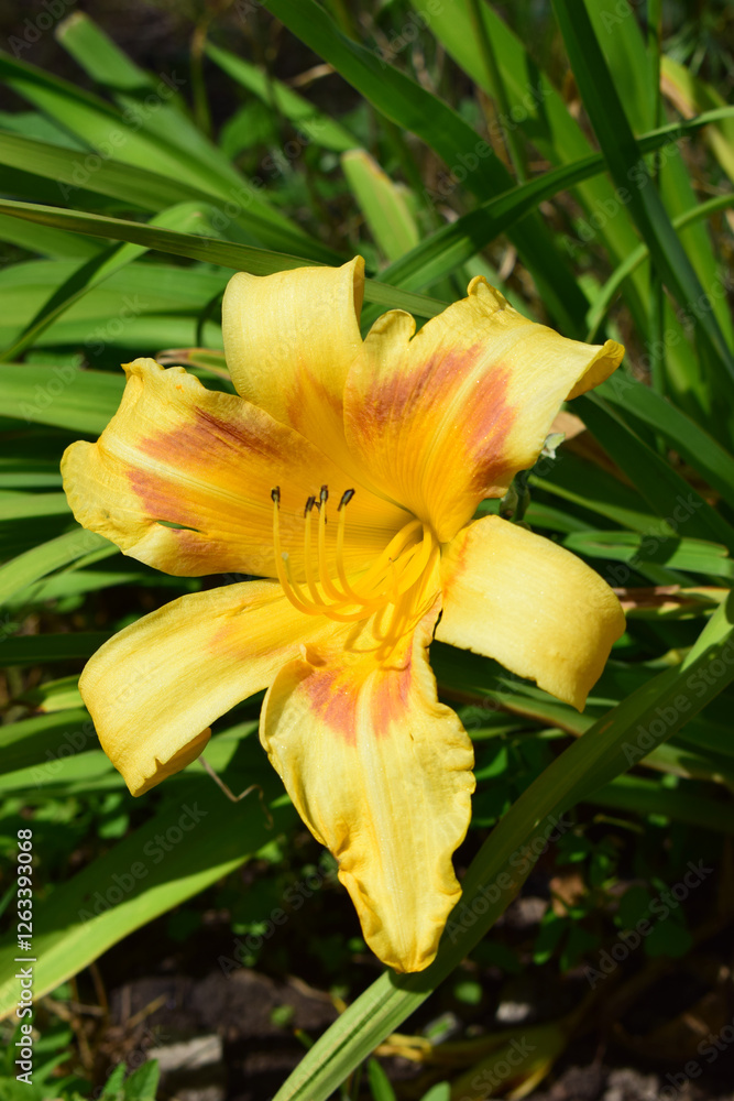 Vibrant Yellow Flower Blooming in Natural Setting Vibrant Yellow Flower Blooming in Natural Setting