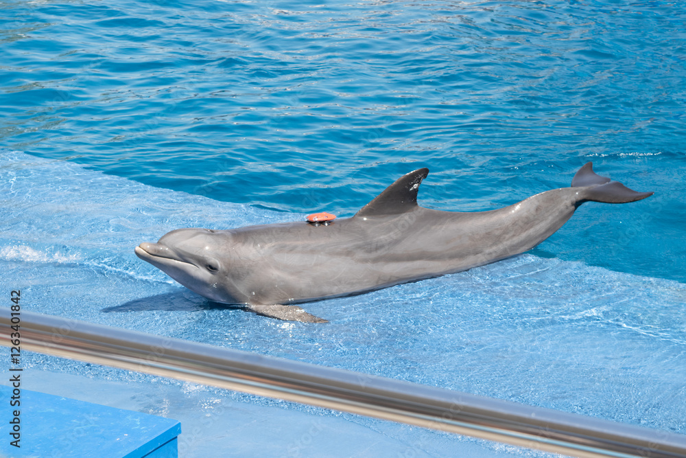 Fototapeta premium Dolphin with activity tracker. Exhibition of dolphins in captivity.