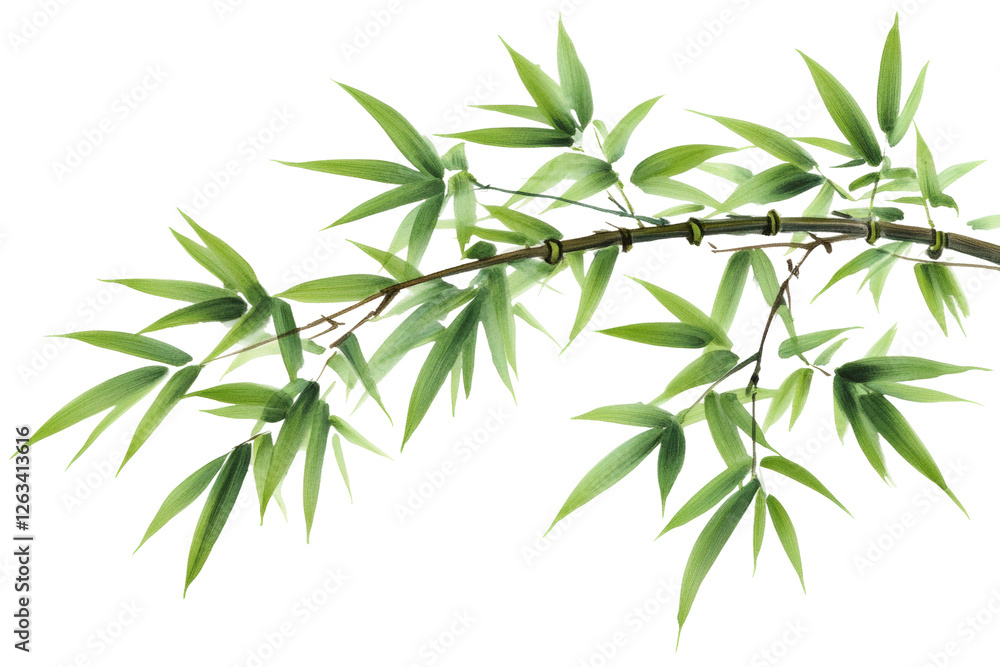 Bamboo leaves in natural light botanical study tranquil setting isolated on transparent background Bamboo leaves in natural light botanical study tranquil setting isolated on transparent background