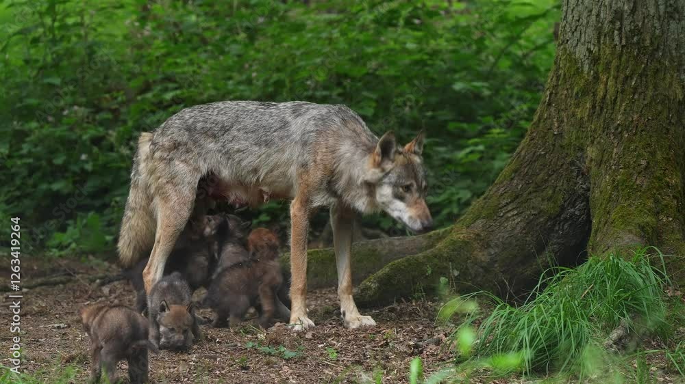 Wolf (Canis lupus), Weibchen säugt kleine Welpen im Wald, Deutschland Wolf (Canis lupus), Weibchen säugt kleine Welpen im Wald, Deutschland