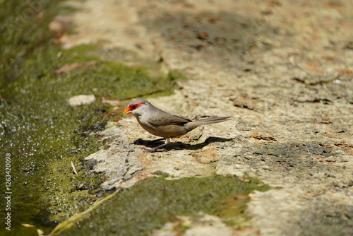 The common waxbill (Estrilda astrild), also known as the St Helena waxbill, is a small passerine bird belonging to the estrildid finch family. Fortaleza Ceará, Brazil. photo