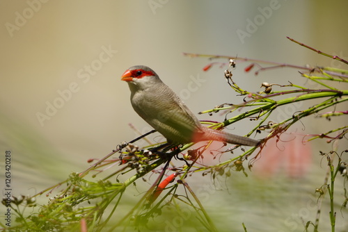 Photography The common waxbill (Estrilda astrild), also known as the St Helena waxbill, is a small passerine bird belonging to the estrildid finch family