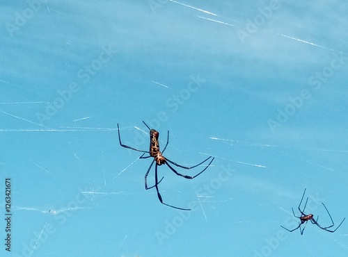 Photo of Trichonephila clavipes - Golden-web spider photo